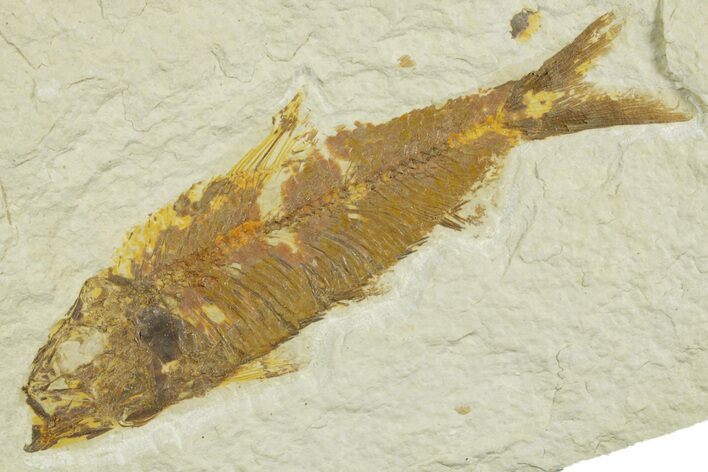 Detailed Fossil Fish (Knightia) - Wyoming #369408